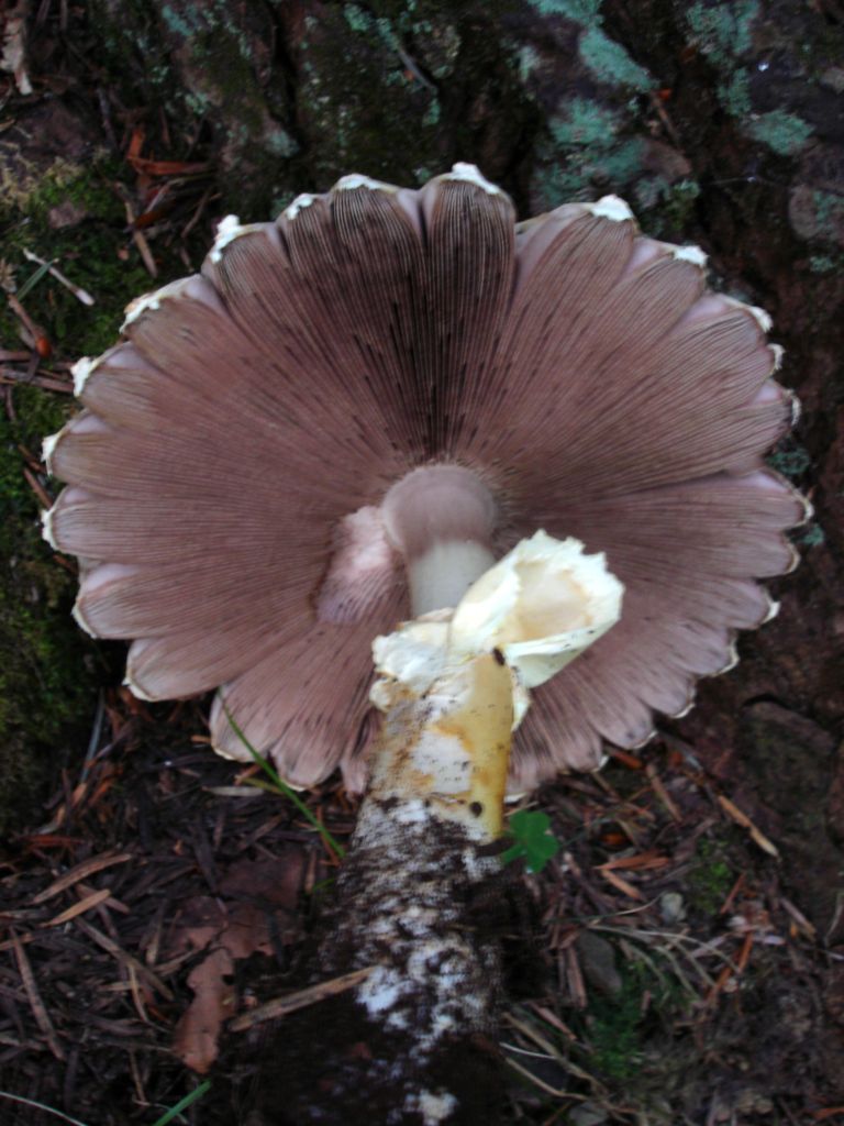 Agaricus augustus